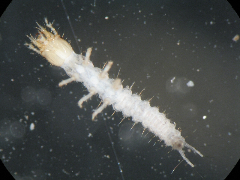 piccola larva acquatica da id.